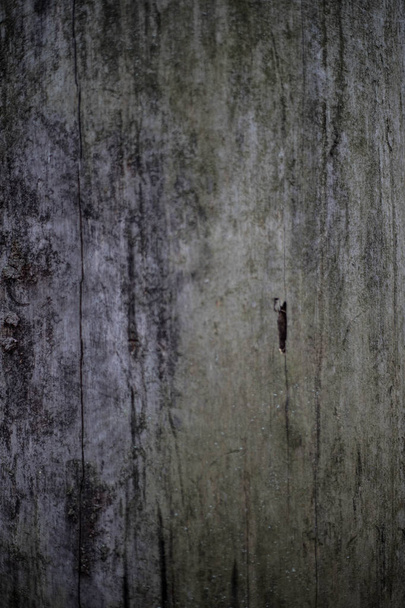 Wooden Background.Seamless texture of wood bark. Background texture of tree bark. photo of a live tree. background texture splash screen - Photo, Image