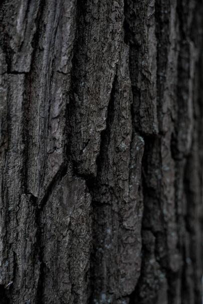 Wooden Background.Seamless texture of wood bark. Background texture of tree bark. photo of a live tree. background texture splash screen - Fotografie, Obrázek