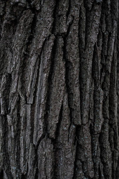 Wooden Background.Seamless texture of wood bark. Background texture of tree bark. photo of a live tree. background texture splash screen - Photo, Image