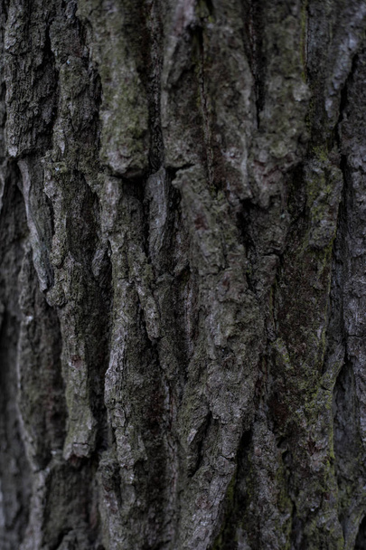 Wooden Background.Seamless texture of wood bark. Background texture of tree bark. photo of a live tree. background texture splash screen - Fotoğraf, Görsel