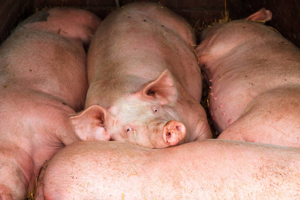 Голландская наземная раса, домашние свиньи (Sus scrofa domesticus
) - Фото, изображение