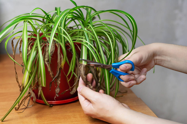 Hands cutting off withered leaf tips with scissors. Shriveled plant, flower Chlorophytum. Renewal of spider plant. - Фото, зображення