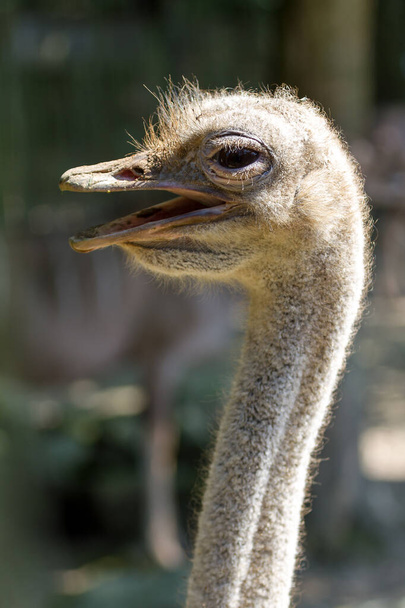 Close up portrait of the common Ostrich (Struthio camelus) - Photo, image