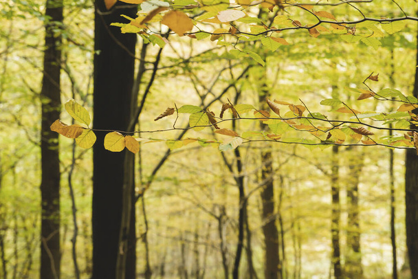 Detail of beech tree branches with colorful autumnal foliage - Photo, image