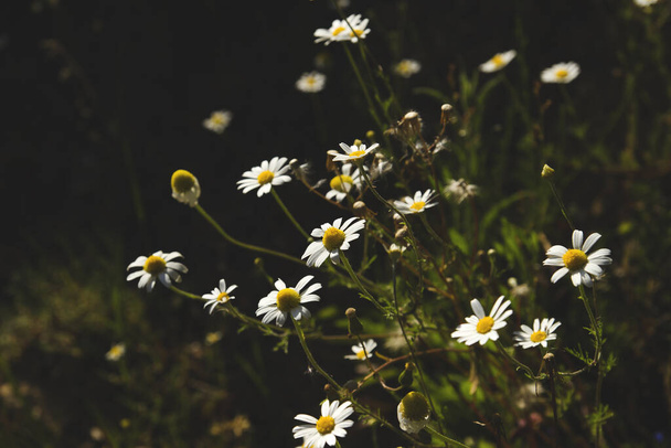 Chamomile wild flowers blooming in springtime  - Foto, imagen