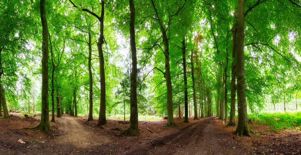 Gyönyörű 180 panoráma egy friss és zöld tavaszi erdőre a hollandiai Grebbebergben - Fotó, kép