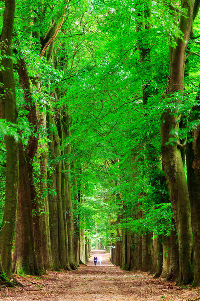 Όμορφη θέα ενός φρέσκου και πράσινου ανοιξιάτικου δάσους στο Grebeberg της Ολλανδίας - Φωτογραφία, εικόνα