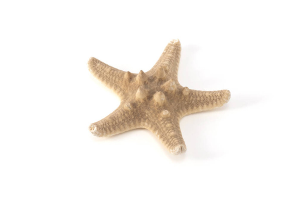 starfish dried isolated real dried - Photo, Image