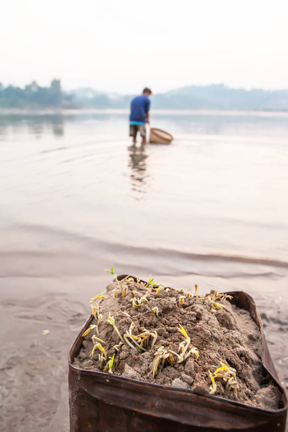 Aasialainen mies pesee Mung-pavun ituja bambu-korissa Mekong-joella talviaamuna, maaseudulla lähellä Thaimaan ja Laosin rajaa. Keskity versoviin mukipapuihin sangossa etualalla. Elintarvikekulttuuri
. - Valokuva, kuva