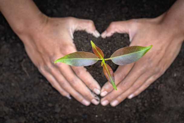 Een boom planten. Close-up hand van de mannen planten de zaailingen in de grond, Het idee van het planten van bomen om de opwarming van de aarde te verminderen, Wereld Milieudag. - Foto, afbeelding