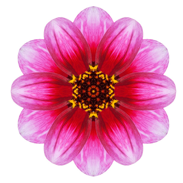 калейдоскопічною Далія квітка мандали ізольовані на білому - Фото, зображення