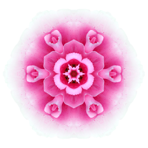 kaleidoskopický květinovým motivem mandala izolované na bílém - Fotografie, Obrázek