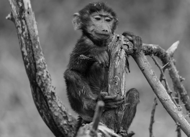 Portrait of a baby Olive baboon, Papio anubis, sitting in a tree, Safari, Lake Manyara national park, East Africa, August 2017, Northern Tanzania - Photo, Image