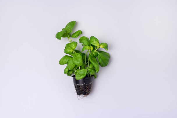 A Potted Basil Herb Plant on a Blue Background Top View Horizontal - Foto, Imagem