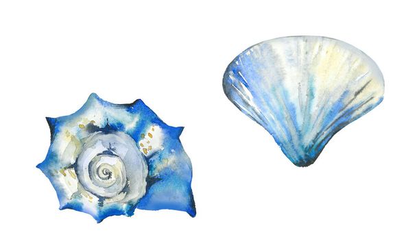 Blue seashell set. Watercolour illustration isolated on white. - Photo, Image