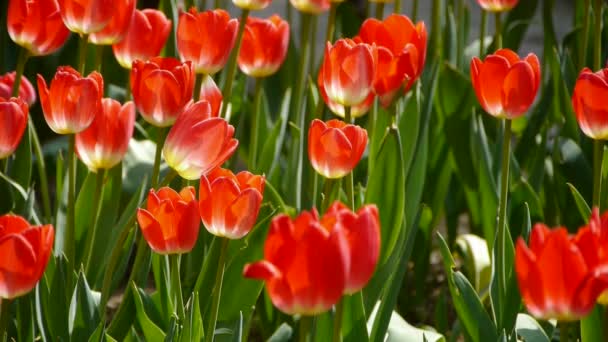Tulips in full bloom. - Footage, Video