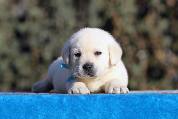 lief klein labrador puppy op een blauwe achtergrond - Foto, afbeelding