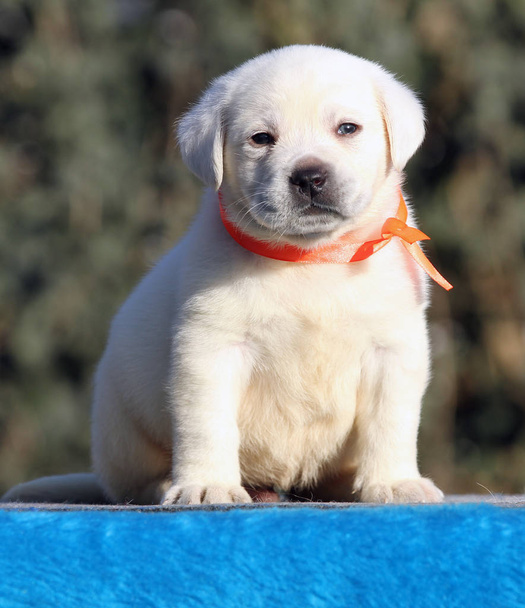de lieve kleine labrador puppy op een blauwe achtergrond - Foto, afbeelding