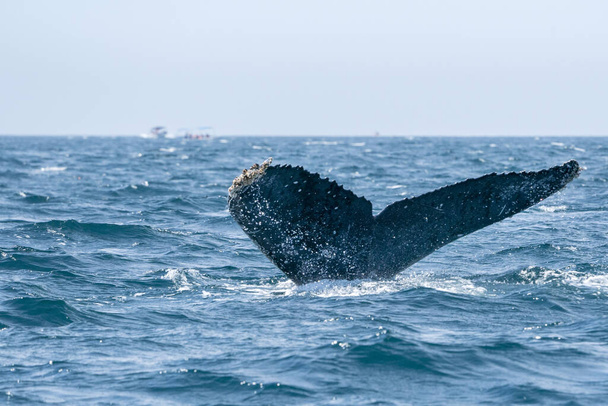 humpback whale tail going down in cabo san lucas baja california sur mexico - Photo, Image