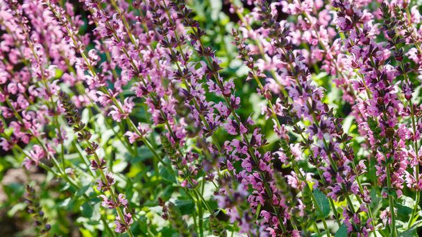 Beautiful purple Salvia flowers blooming in garden with blurred background - Photo, Image