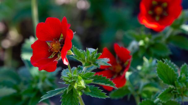 Kızıl Cinquefoil hükümdarları yaz bahçesinde kadife çiçekler. Bahçedeki şifalı bitkiler. - Fotoğraf, Görsel