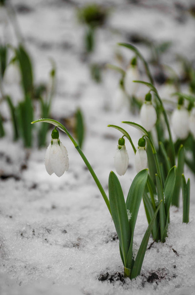 Fehér és finom hóvirág, hóban, kora tavasz, szelektív fókusz. - Fotó, kép