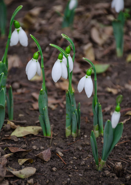 Biały i delikatny kwiat śniegu w naturalnym tle, wczesna wiosna, selektywne skupienie. - Zdjęcie, obraz
