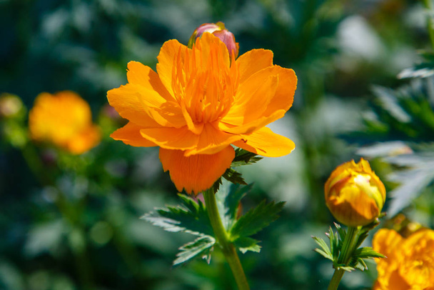 Yellow flowers Trollius Chinensis Bunge blooming in the summer garden. - Photo, Image