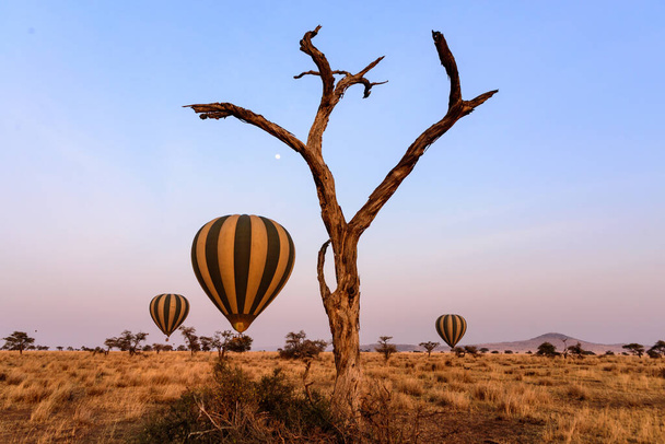Drei Gasballons steigen morgens in der Serengeti-Savanne auf, Serengeti NP, Safari, Ostafrika, August 2017, Nord-Tansania - Foto, Bild