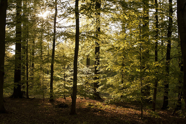 green forest with shiny sunlight, nature background - Fotografie, Obrázek