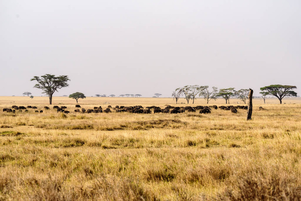 Manada de búfalos africanos, Syncerus caffer, en la amplia sabana gras del Serengeti, Serengeti NP, Safari, África Oriental, agosto de 2017, norte de Tanzania
 - Foto, Imagen