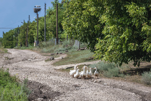 Flock of geese on a road in Stircea village with large Polish minority in Moldova - Photo, Image