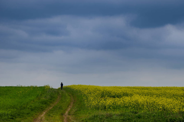 Man loopt door bloeiend veld van gele koolzaad veld in een stormachtige lentedag, in Roemenië - Foto, afbeelding
