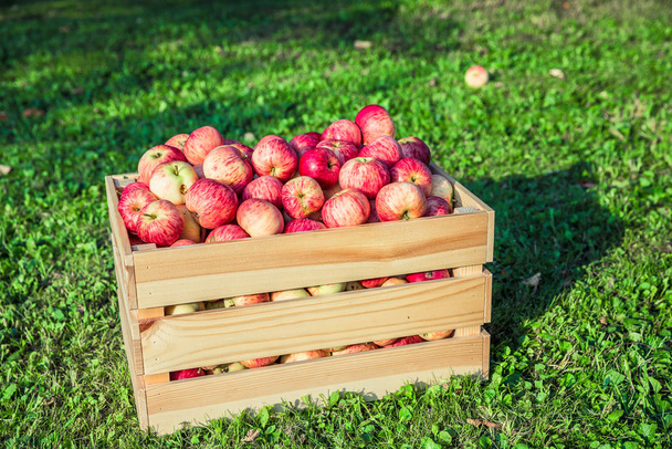 Manzanas maduras en una caja de madera
 - Foto, imagen