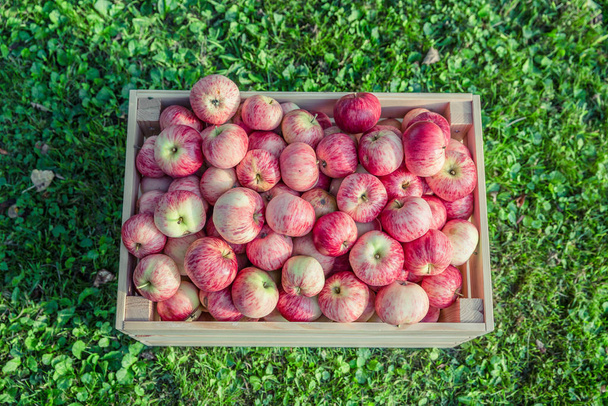 Ripe apples in a wooden box - Foto, imagen