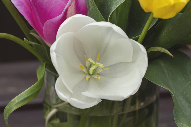 detail of white tulip  - 写真・画像