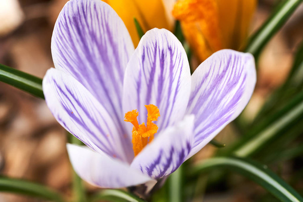Bílá krokusová květina s fialovými pruhy a žlutými stonky kvetoucími za slunečného jarního dne. - Fotografie, Obrázek