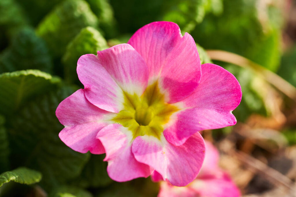 Eine schöne rosa Primelblüte an einem sonnigen Frühlingstag. - Foto, Bild