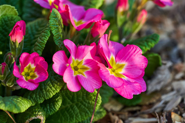 A clump of pink primrose flowers with a golden sunlight lighting them on a summer evening. - Photo, Image