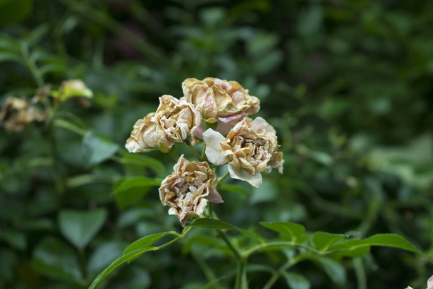 Elhervadt száraz rózsa virágok a bokor ágán - Fotó, kép