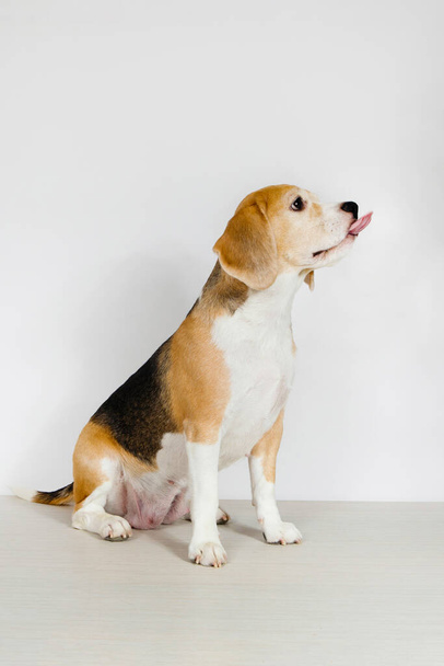 raça Beagle cão de raça pura senta-se em um fundo branco no estúdio
. - Foto, Imagem