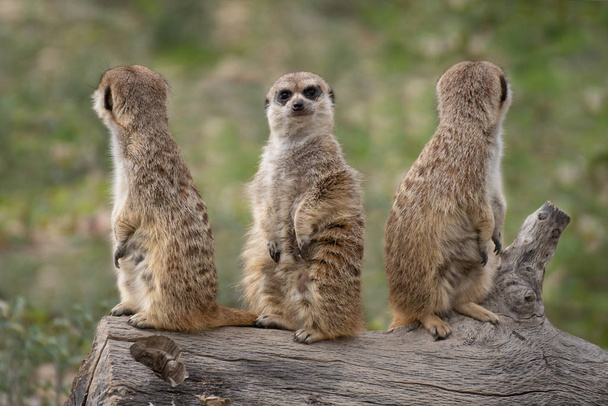 Portrait of three cute wild meerkats on a log in the wild - Photo, Image