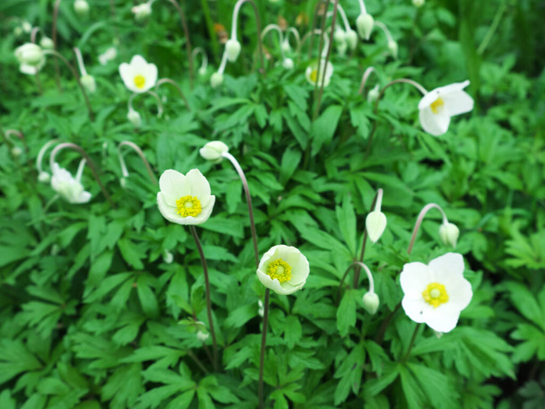 Arbusto de anêmona em flor. Flores pequenas com pétalas brancas
. - Foto, Imagem