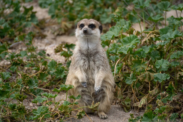 Portrait d'un suricate mignon en alerte sur l'herbe dans la nature
 - Photo, image