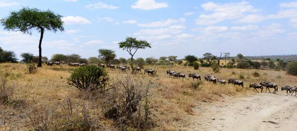 Stado dorosłych Gnus, Connochaetes Taurinus, przecinające żwirową drogę w Parku Narodowym Tarangire, Safari, Afryka Wschodnia, sierpień 2017, północna Tanzania - Zdjęcie, obraz