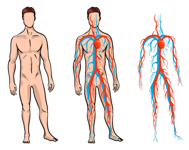 Miesten verenkiertoelimistö. Vektoriesimerkki verenkierrosta ihmiskehossa. Ihmisen valtimo ja laskimoverenkiertoelimistö
 - Vektori, kuva
