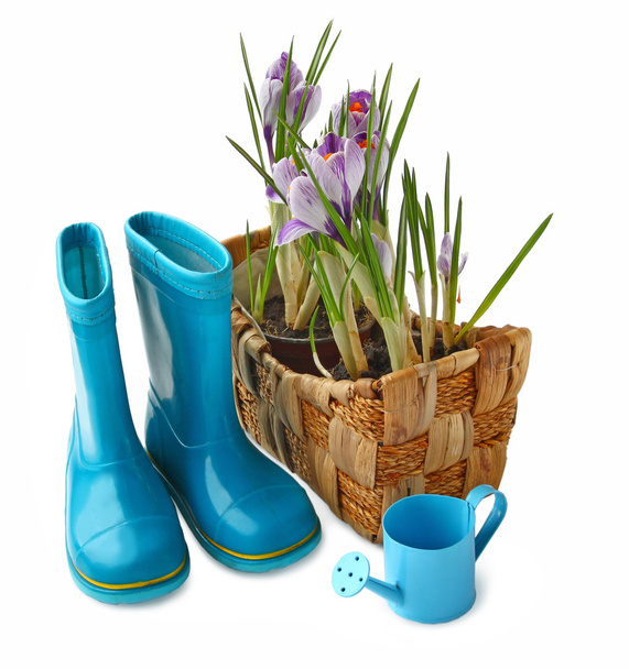 Basket with crocuses and gumboots on a white background - Fotó, kép