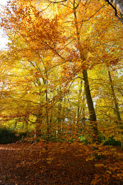 a beautiful beech tree wood in golden autumn colours  - Φωτογραφία, εικόνα