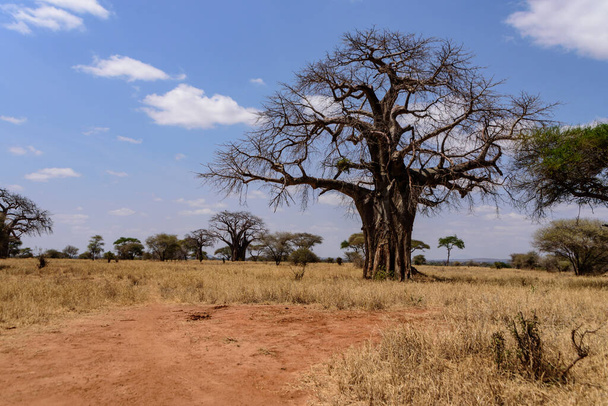 African Baobab tree, Adansonia digitata, in the Tarangire National Park, Safari, East Africa, August 2017, Northern Tanzania - Photo, Image