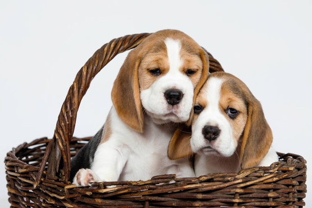 Dos cachorros de raza pura de un perro Beagle jugueteando y jugando sobre un fondo blanco en el estudio. - Foto, imagen